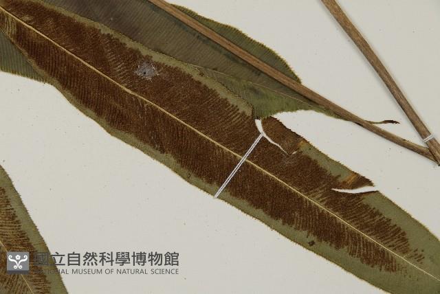 登錄號:P010739藏品圖，第4張