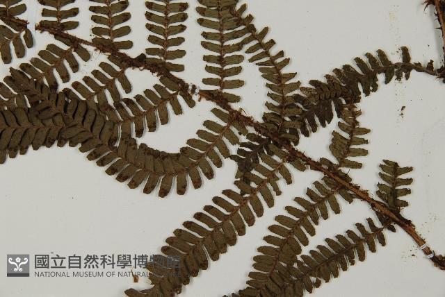 頂囊肋毛蕨藏品圖，第4張