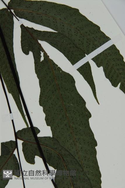 燕尾三叉蕨藏品圖，第4張