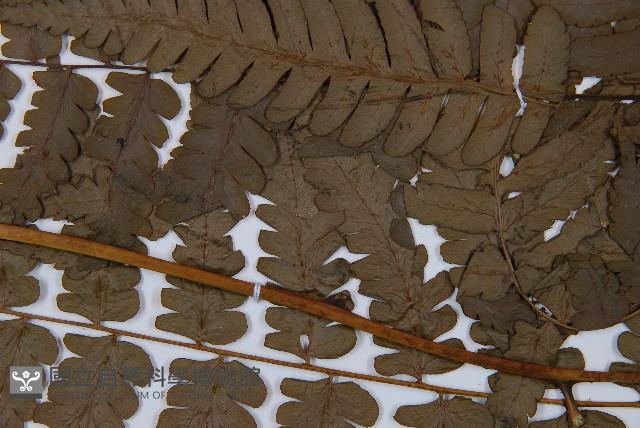 薄蓋短腸蕨藏品圖，第4張