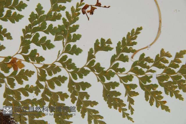 大膜蓋蕨藏品圖，第4張