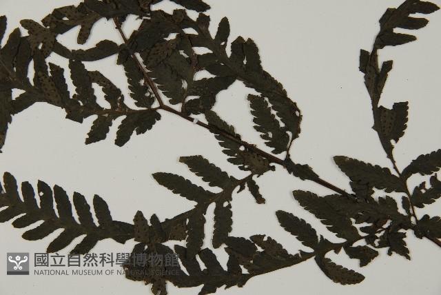 薄葉擬肋毛蕨藏品圖，第4張