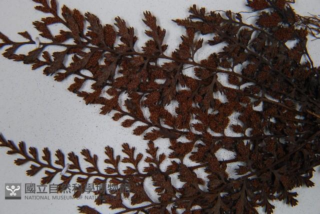 威氏鐵角蕨藏品圖，第4張