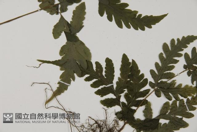 薄葉擬肋毛蕨、南洋三叉蕨藏品圖，第3張