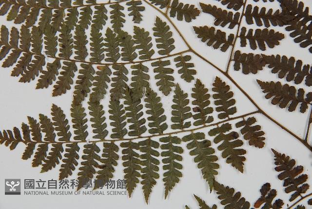 川上氏雙蓋蕨藏品圖，第4張