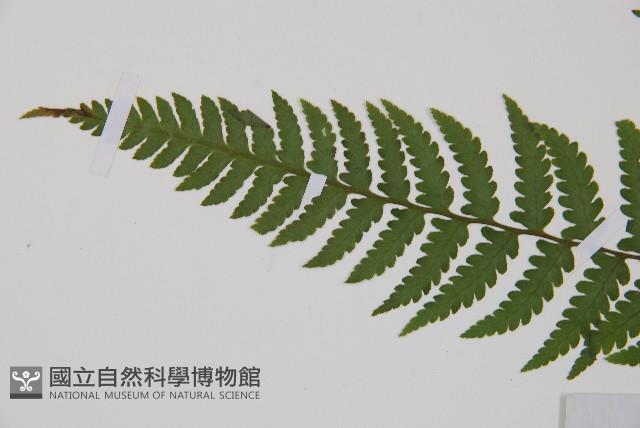 麥稈蹄蓋蕨藏品圖，第4張