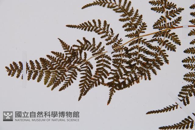 毛冷蕨藏品圖，第4張