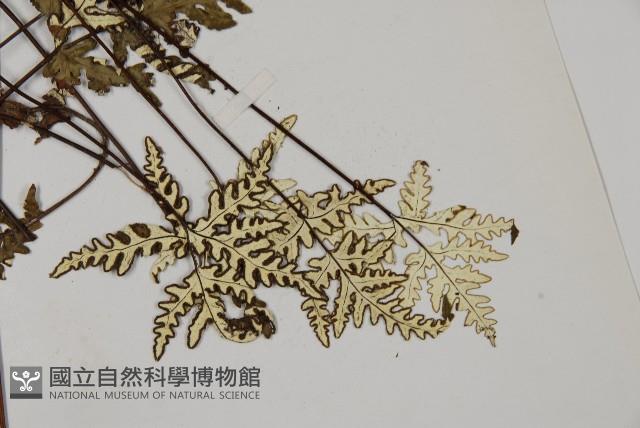 硫黃粉背蕨藏品圖，第4張