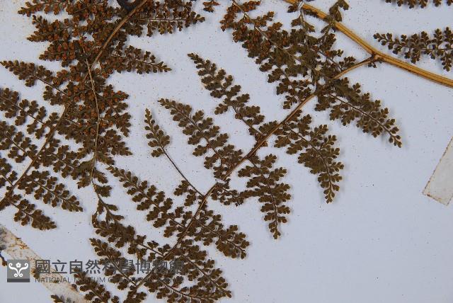 稀子蕨藏品圖，第7張