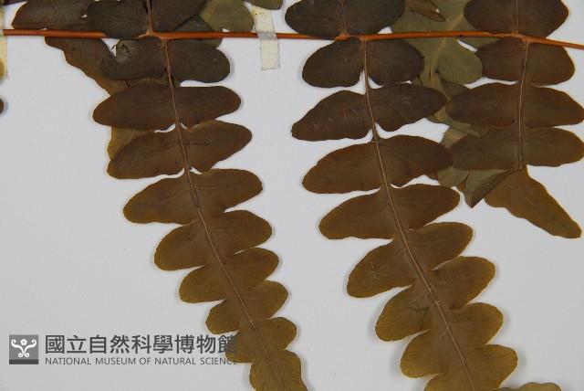 栗蕨藏品圖，第4張