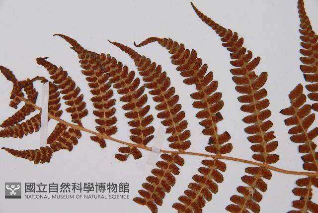 登錄號:P003439藏品圖，第4張