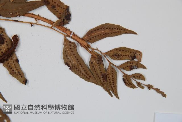 离脈柳葉蕨藏品圖，第4張