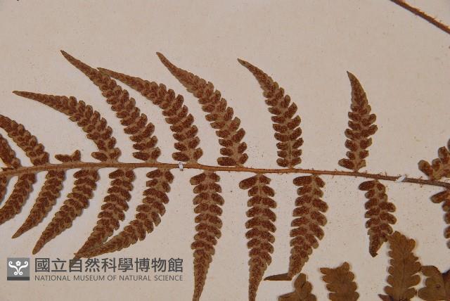 東洋蹄蓋蕨藏品圖，第4張