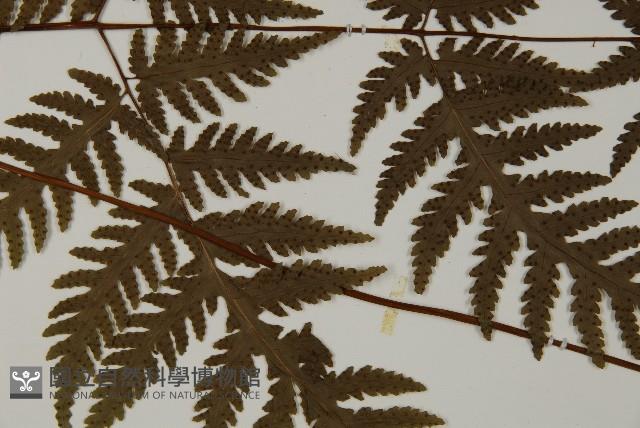 薄葉三叉蕨藏品圖，第4張