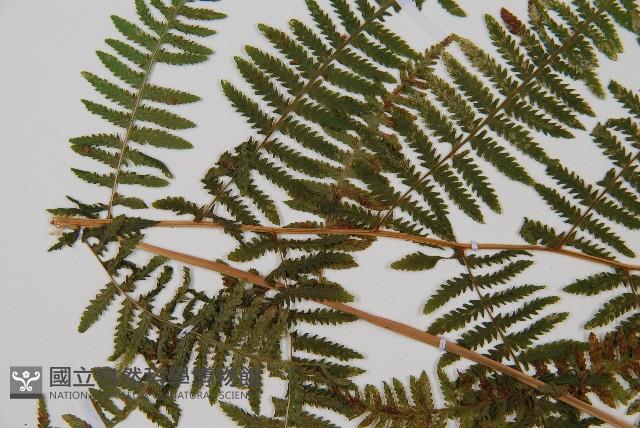 蹄蓋蕨藏品圖，第4張
