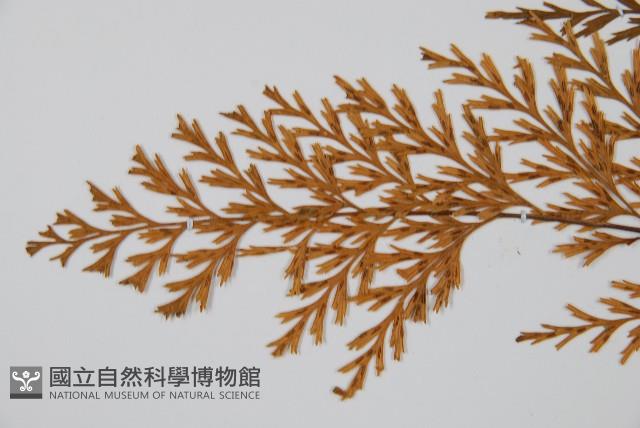 威氏鐵角蕨藏品圖，第4張