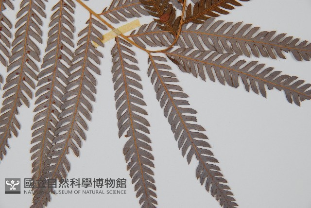 臺灣金狗毛蕨藏品圖，第3張