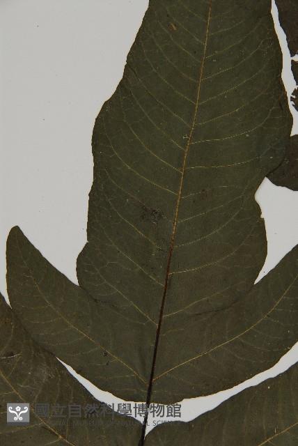 紫柄三叉蕨藏品圖，第4張