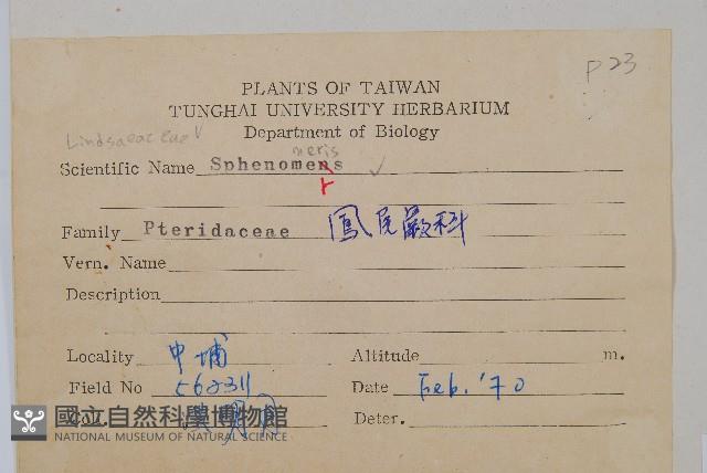 闊片烏蕨藏品圖，第4張