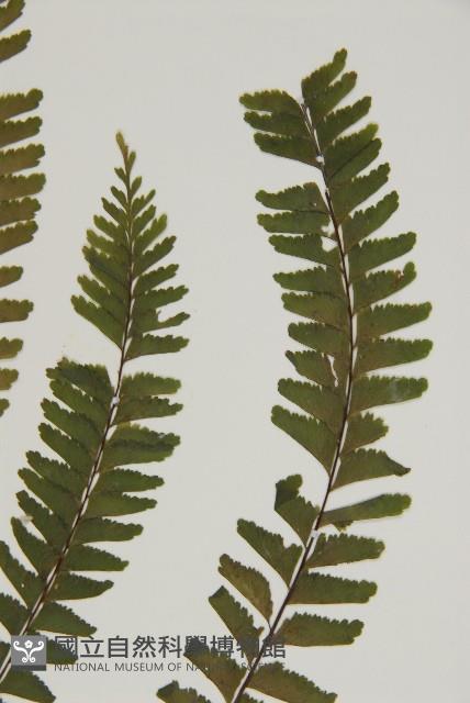 薄葉孔雀鐵角蕨、邊孢鐵角蕨藏品圖，第4張