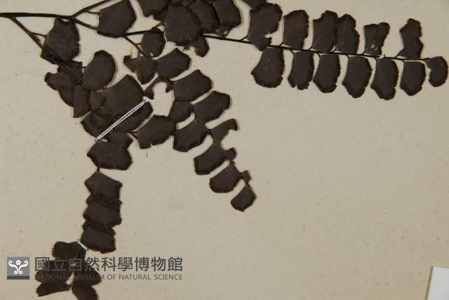 扇葉鐵線蕨藏品圖，第3張