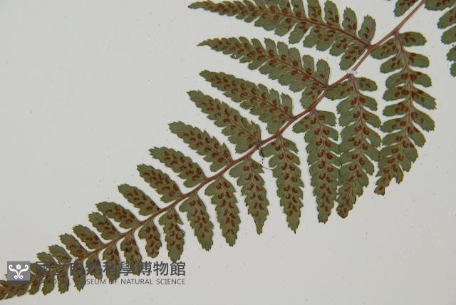 山蹄蓋蕨藏品圖，第4張