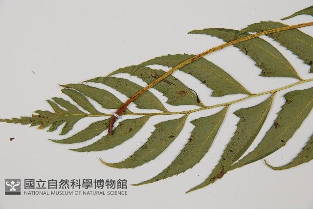 單邊鐵角蕨藏品圖，第4張