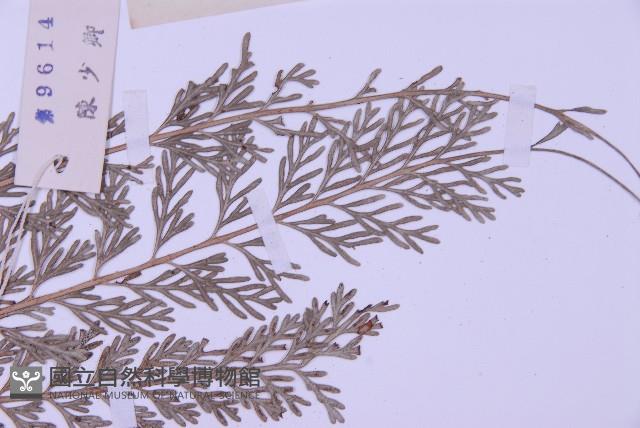 長生鐵角蕨藏品圖，第4張