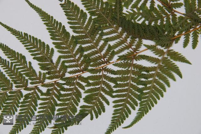 粗毛金星蕨藏品圖，第4張