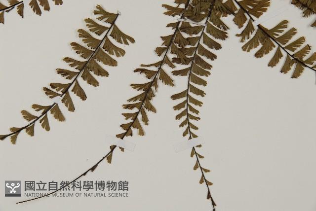 鞭葉鐵線蕨藏品圖，第4張