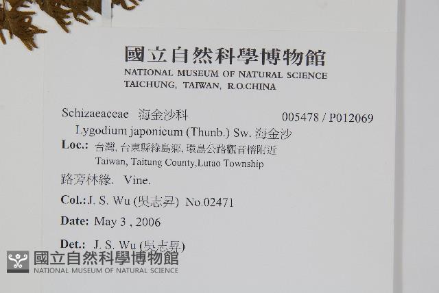 海金沙藏品圖，第4張