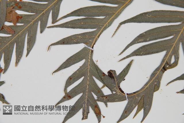 臺灣狗脊蕨藏品圖，第3張