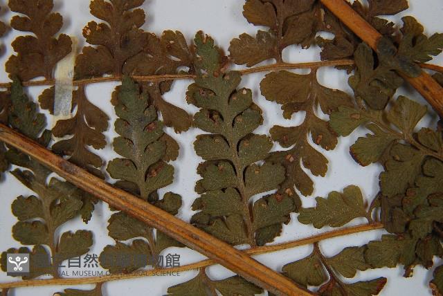 刺柄碗蕨藏品圖，第4張