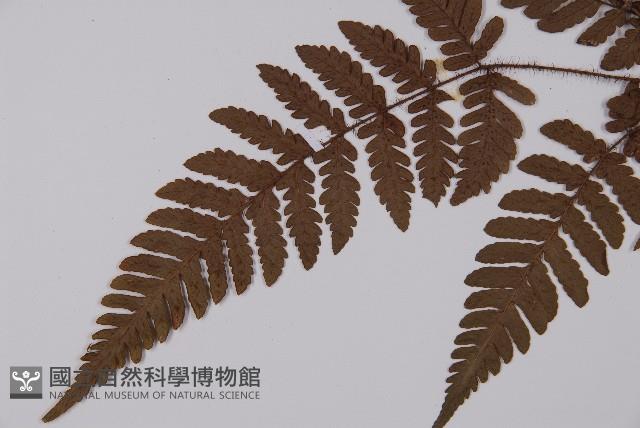 愛德氏肋毛蕨藏品圖，第4張