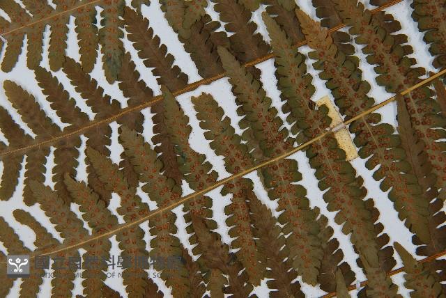 南洋假鱗毛蕨藏品圖，第4張