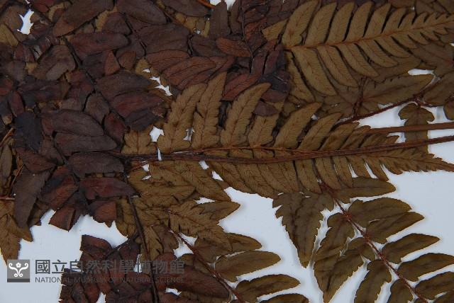 兩色鱗毛蕨藏品圖，第4張