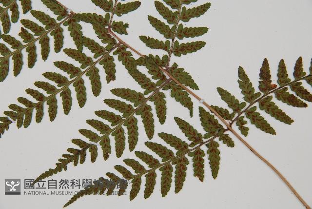 阿里山蹄蓋蕨藏品圖，第7張