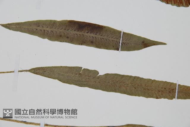 單葉雙蓋蕨藏品圖，第4張