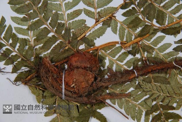 登錄號:P003669藏品圖，第4張