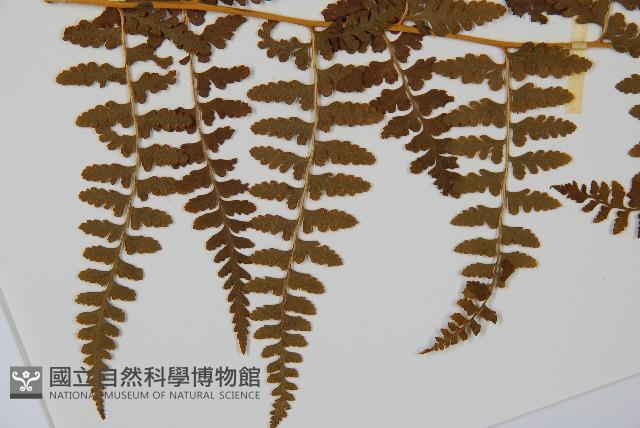 刺柄碗蕨藏品圖，第4張