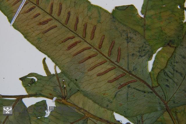 腸蕨藏品圖，第4張