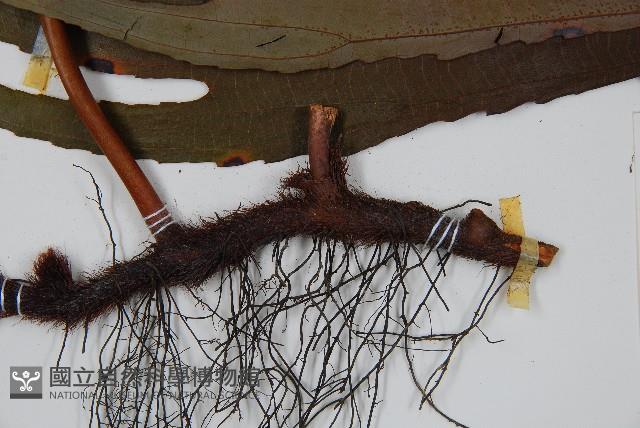 Accession Number:P000469 Collection Image, Figure 3, Total 5 Figures