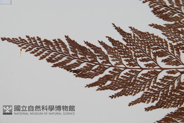 杯狀蓋陰石蕨藏品圖，第4張