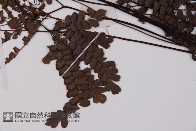 扇葉鐵線蕨藏品圖，第3張