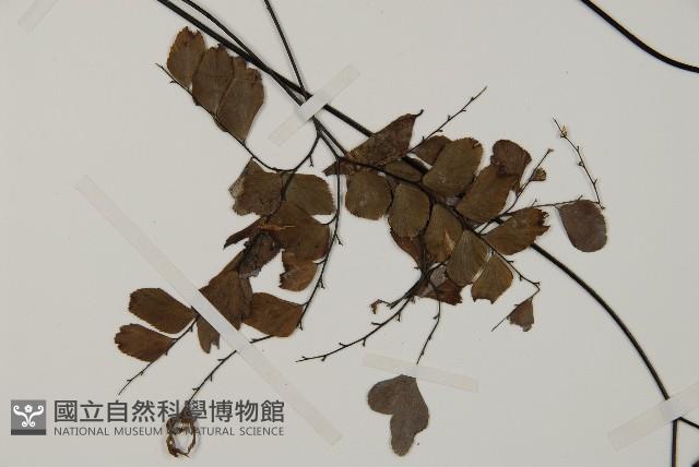 扇葉鐵線蕨藏品圖，第3張