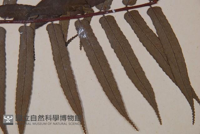 黑桫蕨藏品圖，第4張