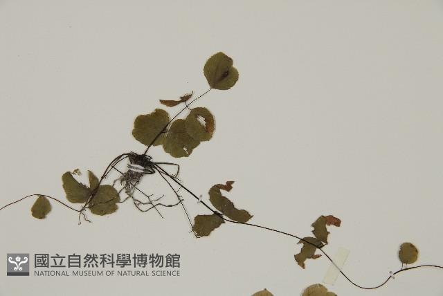 團羽鐵線蕨、團葉鐵線蕨、對葉鐵線蕨藏品圖，第4張