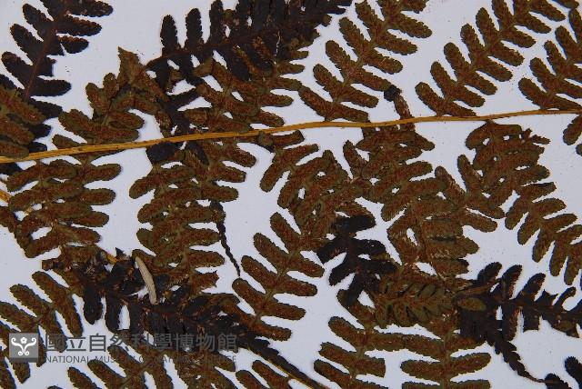 褐色短腸蕨藏品圖，第7張