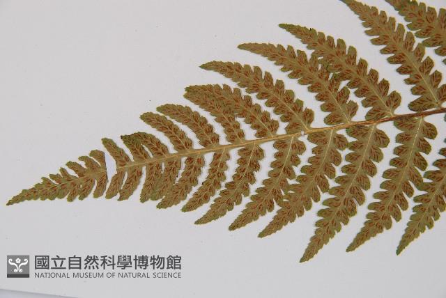 東洋蹄蓋蕨藏品圖，第4張