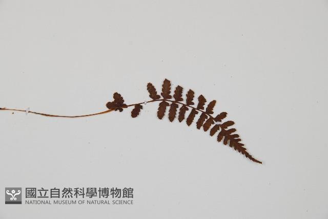 逆葉蹄蓋蕨、逆羽蹄蓋蕨藏品圖，第4張